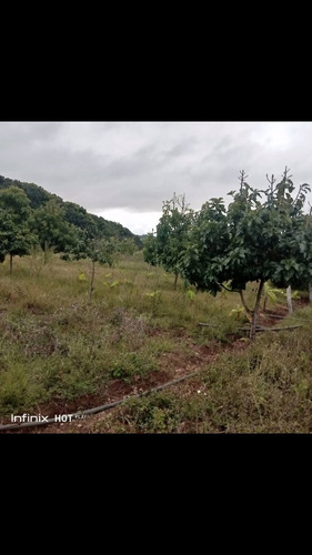 Imagen 10 de 10 de Se Vende Finca En Terragona Municipio Cedeño Ve02-1301ced-dced