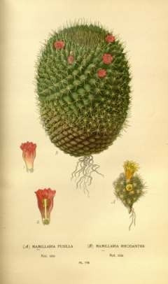 Cactus Flor - D.g.j.m. Bois 1896 - Botánica -lámina 45x30 Cm