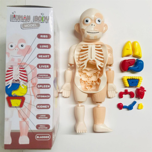 Modelo De Cuerpo Humano En V: Juguete De Ensamblaje De Órgan