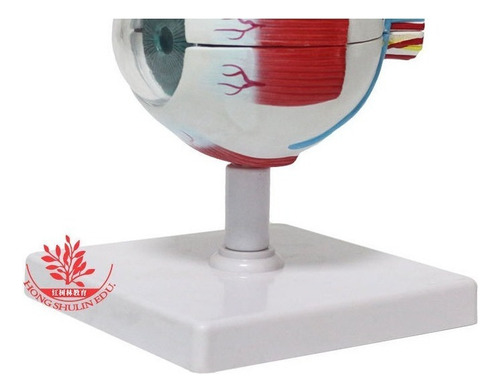 Anatomia Do Olho Humano Globo Ocular Modelo