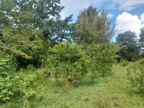 Lotes En Venta Llanogrande 743-7717