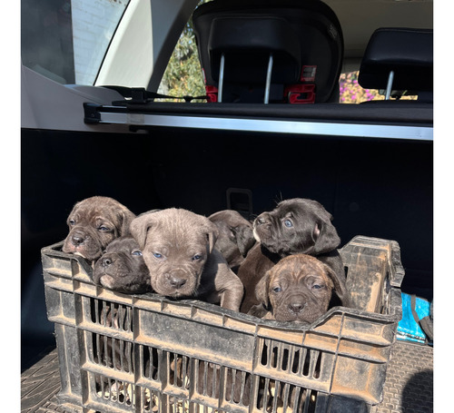 Cachorros Cane Corso Con Pedigree