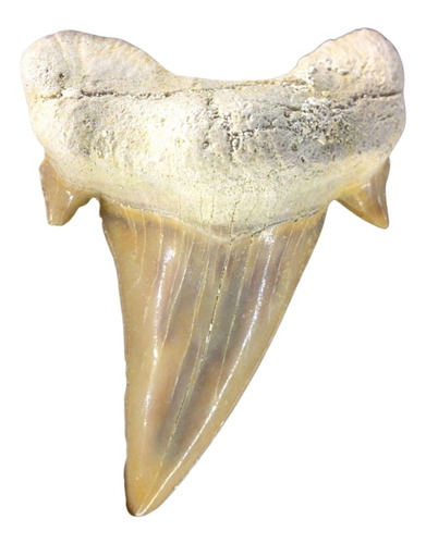 Fosil Diente De Tiburón Otodus Paleoceno Colmillo Dinosaurio