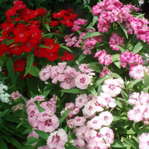 Imagen 4 de 10 de Combo Semillas De Flores Para Tu Jardin - 200 Semillas