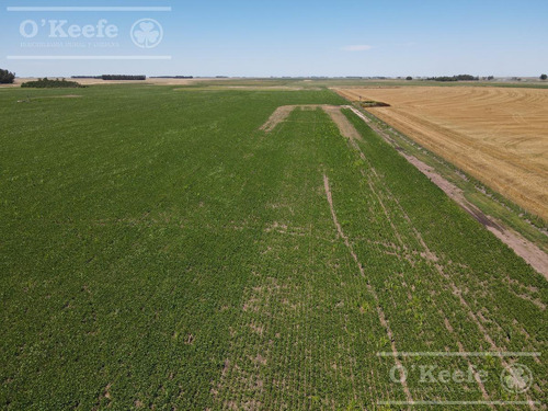 Imagen 6 de 13 de Campo 60 Has - 100% Agrícola - Oportunidad Sobre Ruta 41 - General Belgrano