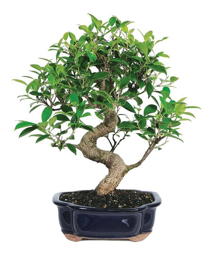 Brussel's Bonsai Árbol Bonsái Para Interiores, Olla De Cerám