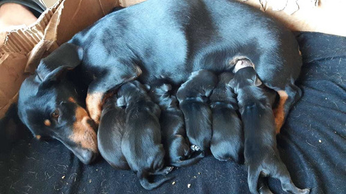 Cachorros Mini Salchicha