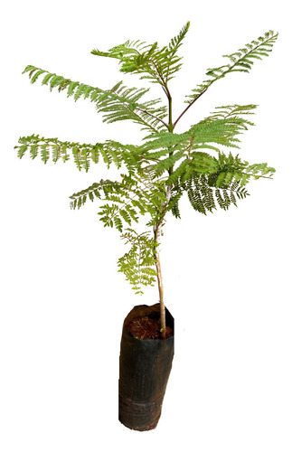 Kit 10 Unidades Jacarandá Mimoso - Jacaranda Mimosifolia