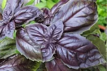 Comprar 500 Semillas Albahaca Morada Para Tu Huerta Semillas Frescas