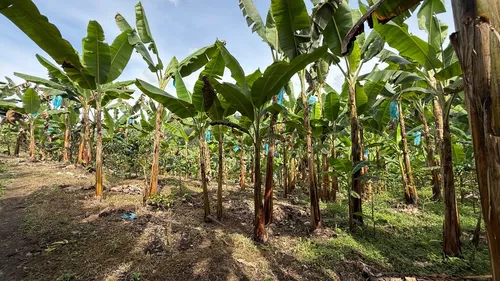 Finca Cafetera En Venta Calarca 14 Cuadras