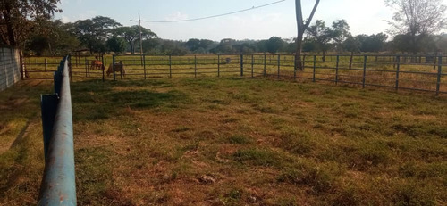 Imagen 20 de 26 de Finca En Apartadero - Cojedes