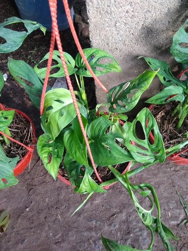 Philodendron Peruviano - Filodendro - Planta De Interior