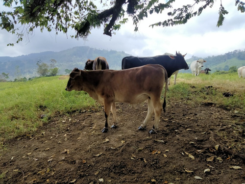 Excelente Finca En Chiguara Mérida