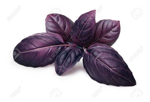 Sobre Para Sembrar 100 Plantas Aromaticas De Albahaca Mix
