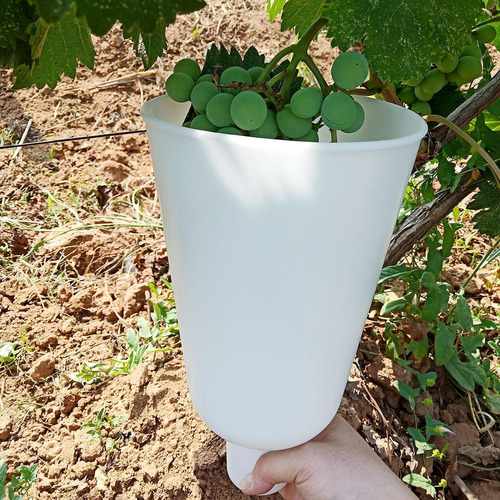 Copa De Uva Cupia De Mantenimiento Mantenga Que Las Uvas