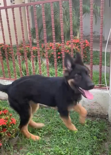 Imagen 5 de 5 de Pastor Alemán Con Pedigree(fcv)