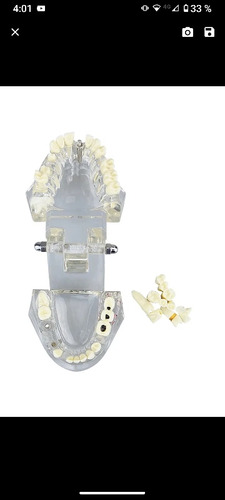 Modelo Dental Didáctico De Estudio Y Demostracion