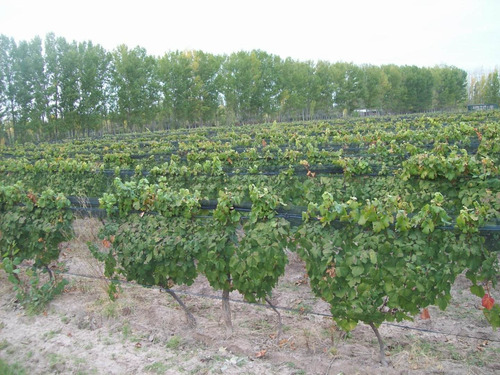 Imagen 8 de 8 de 5 Has - Viñedos San Rafael