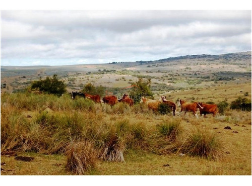 Imagen 4 de 13 de Campo En Venta En Uruguay, Treinta Y Tres, Oportunidad!!!- Ref: 25013