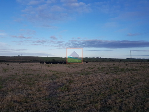Imagen 5 de 14 de Campo 31 Hás Garzón Bajo