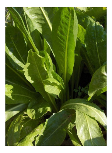 Achicoria Hoja Fina Semillas Organicas 600 Don Coco