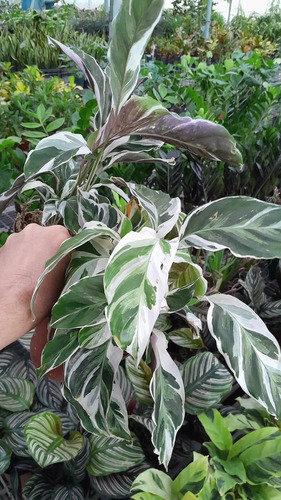 Calathea White Fushion , Exótica Y Bella.