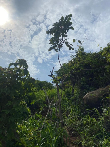 Venta De Terreno En Remate Col. Mozimba R.a