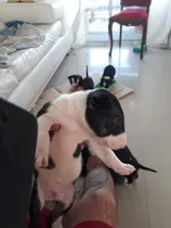 Comprar Cachorro Bull Terrier 12  Quieren Un Hogar Hembras