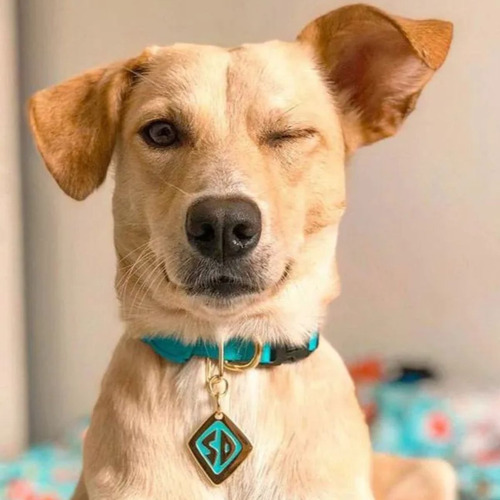 Coleira Para Cachorro Freefaro Scooby Doo C/ Guia Licenciado Cor Azul-celeste Scooby-doo