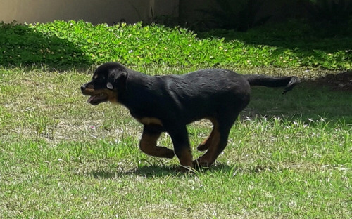 Rottweiler Macho Disponível Filhote
