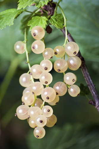 1 Arbolito De Grosella Blanca Real (rubus Alba) Berrie Rara