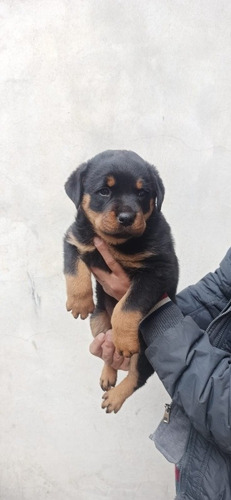 Rottweiler