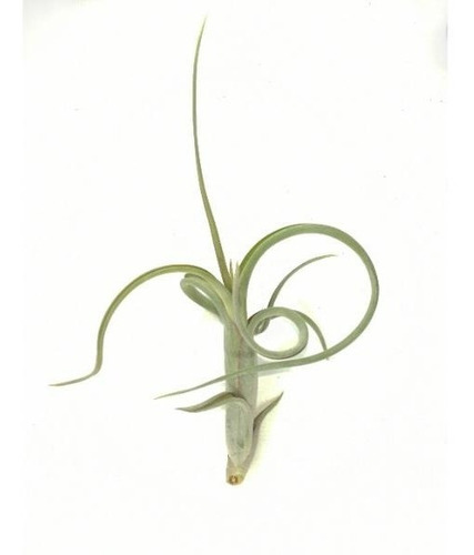 Surtido De 10 Tillandsias De 2-3 Pulgadas