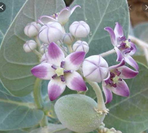 25 Semillas Frescas Calotropis Procera Manzana De Sodoma (Usado)