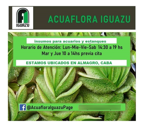 Artemia Persimilis 5 Porciones Almagro Acuaflora Iguazu