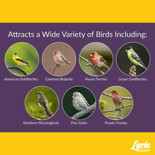 Lyric Finch Semilla De Pájaro Cantor Silvestre 5 Libras