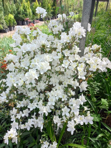 Azalea Azalea Japonica, Azalea Indica, Azalea Hybrida 50lts