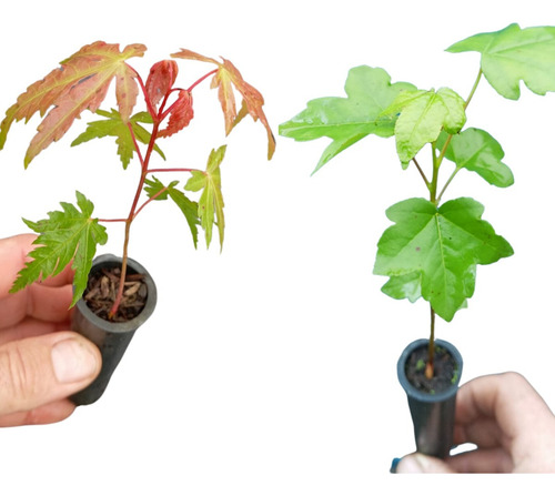 Mudas De Liquidambar E Acer Rubrun Kit Com 10 Muda 