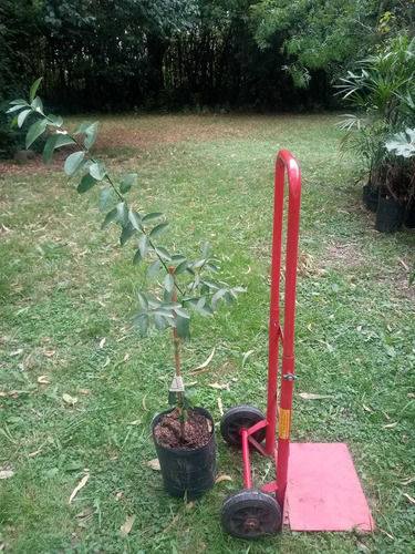 Arbol Lima Palestina O Lima Dulce
