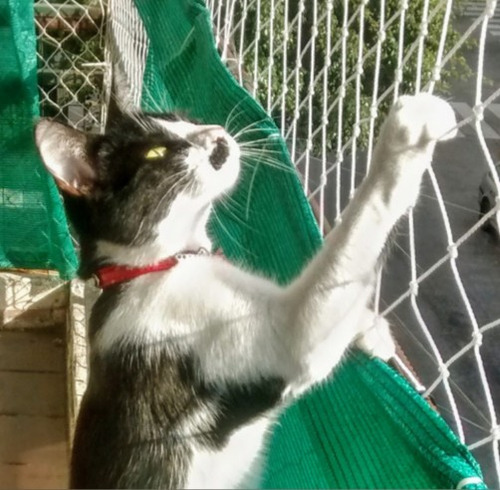 Red Contención Y Seguridad Para Gatos (alta Resistencia.!!)