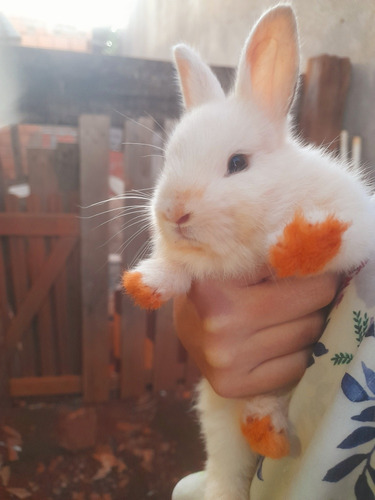 Animais Exótico - Coelho Nova Zelândia