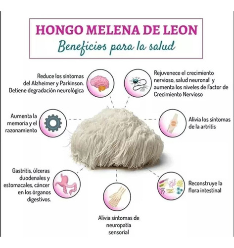 Hongo Melena De Leon 50 Ml - Estudia Mejor! Concéntrate Más!