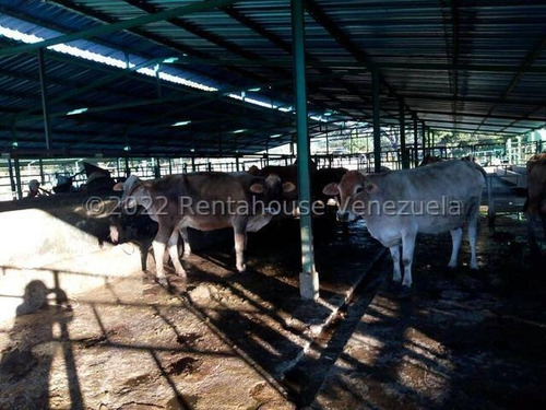 Julio Latouche 25-16896 Finca Ganadera En Venta Carabobo, 267 Hectáreas, Casa Principal De 550 Mts2, Dos Lagunas Para Riego.