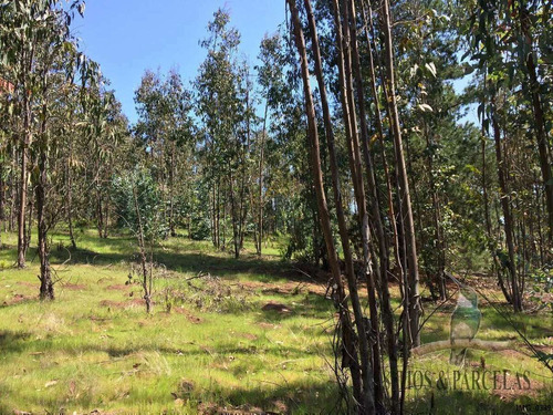 F-190 Valle Alegre, Quintero, 20.000m2