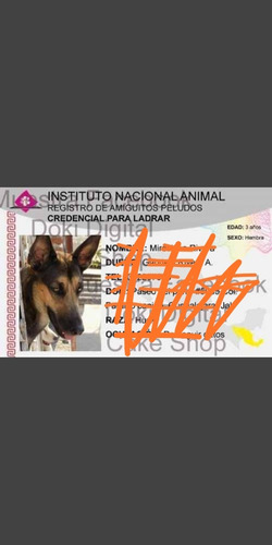 Plaquina Ine Identificación De Mascotas Imprimible