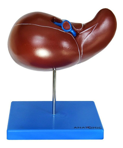 Figado Humano Anatomic TZJ-0324-B
