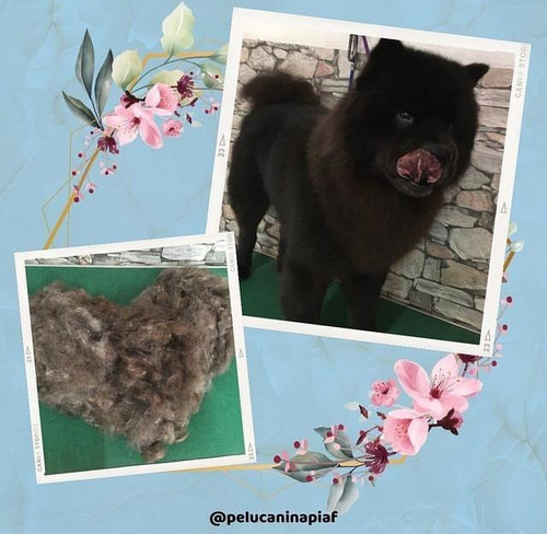 Imagen 1 de 12 de Peluquería Canina - Traslados Para Mascotas - Reiki Y Gemo.