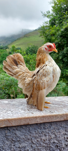 Ovos Galados De Serama