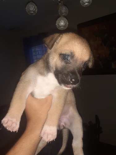 Imagen 2 de 3 de Perros En Venta