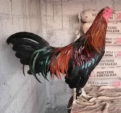 Gallos